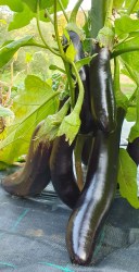 eggplant halif